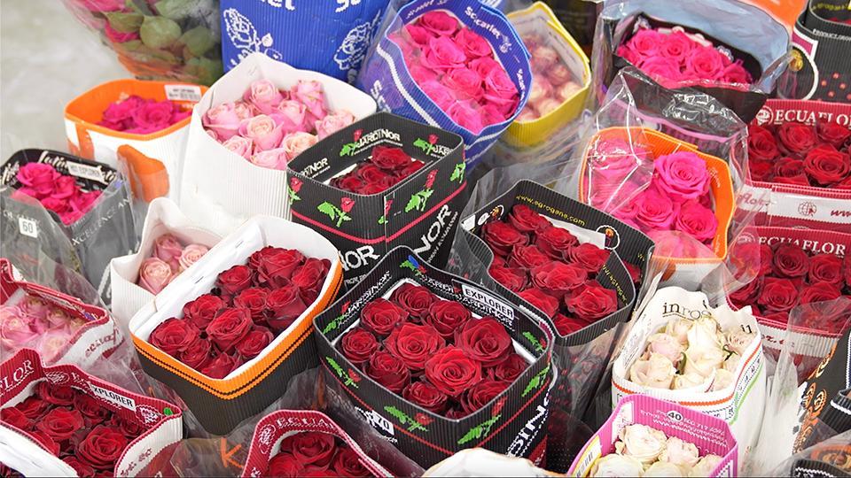 Las rosas ecuatorianas conquistan los corazones de los consumidores chinos
